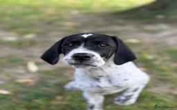 Pointer dogs for sale: "Well Bred" Pointer Puppies - Image 16