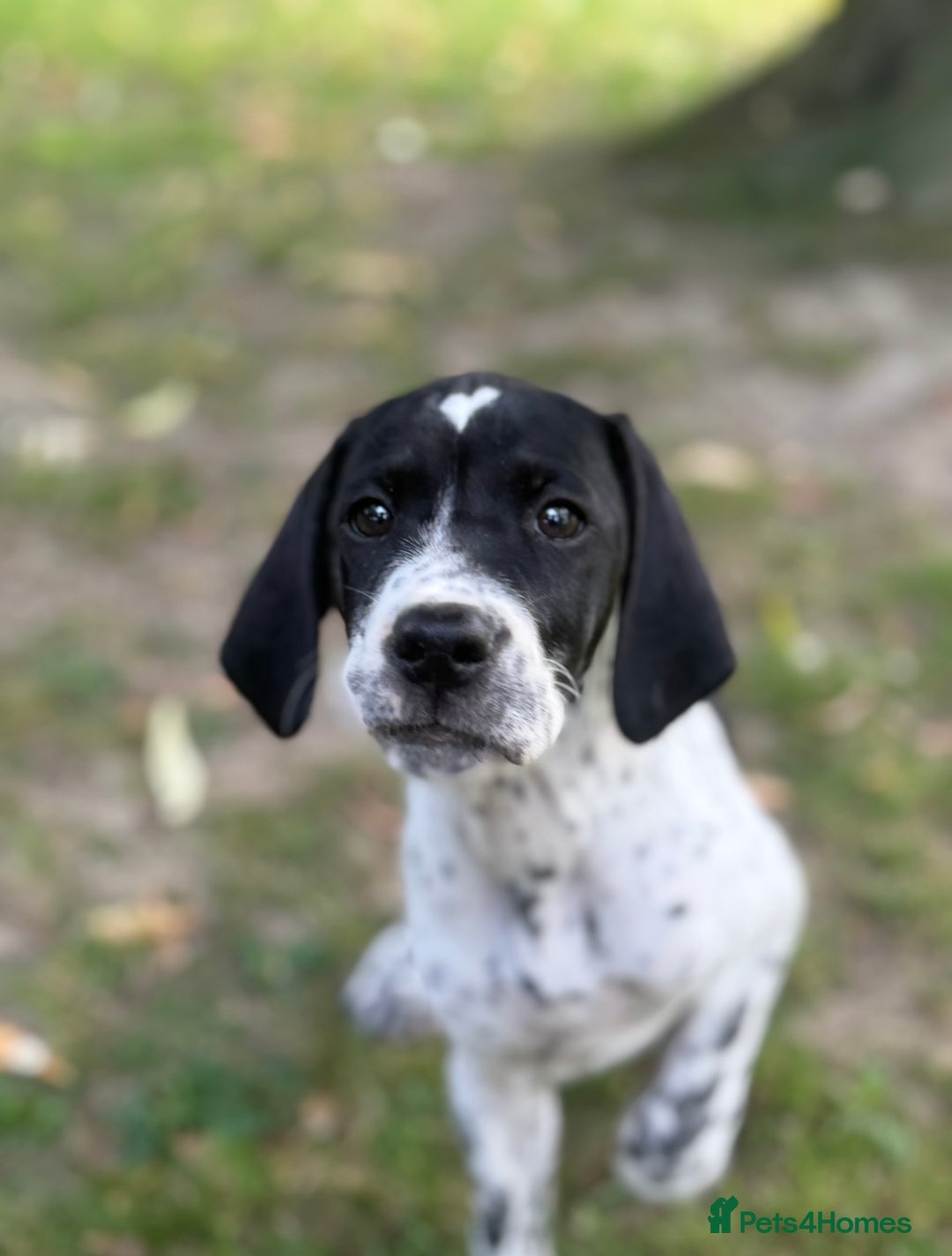 Pointer dogs for sale: "Well Bred" Pointer Puppies - Image 16