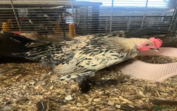Hens poultry for sale: Lemon Millefleur Sablepoots for sale in Bolton  - Image 1