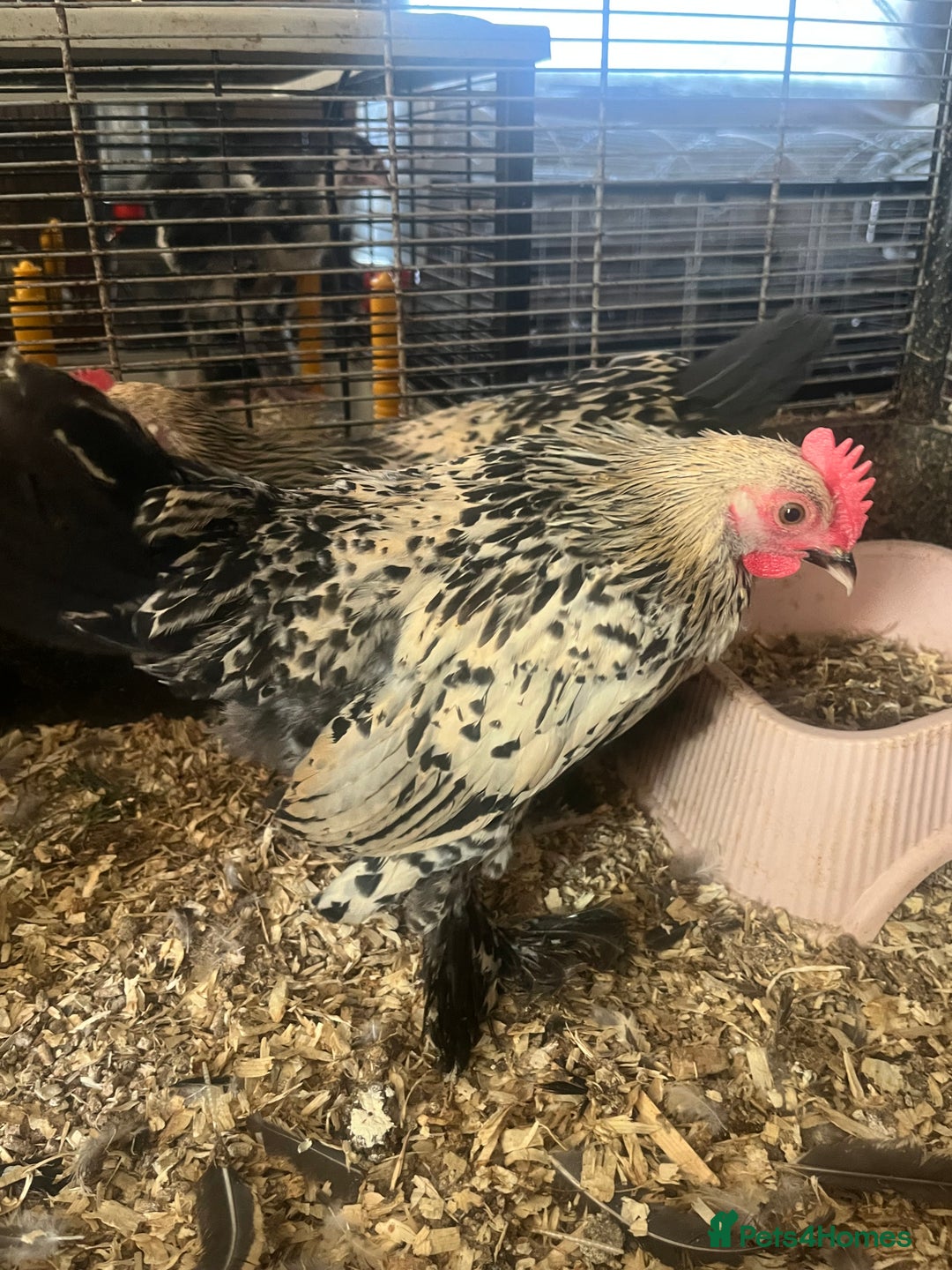 Hens poultry for sale: Lemon Millefleur Sablepoots for sale in Bolton  - Image 1