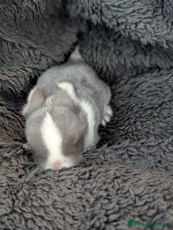 Mini Lop rabbits - Advert 13