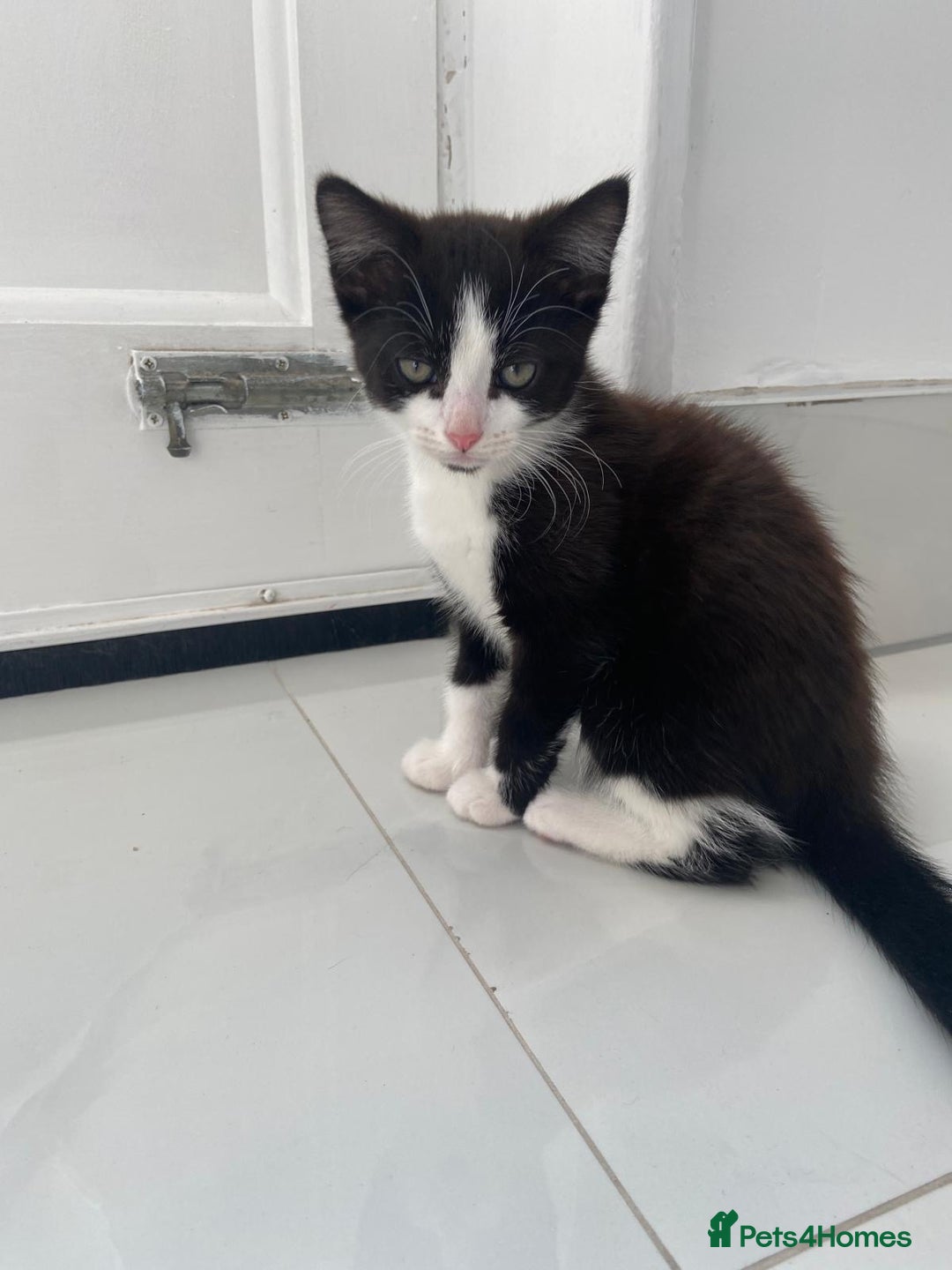 British Longhair cats for sale: 2 kittens for Sale in London - Image 2