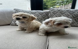 Cavachon dogs for sale: 2 Adorable boys ready for their forever homes 🐾 - Image 2