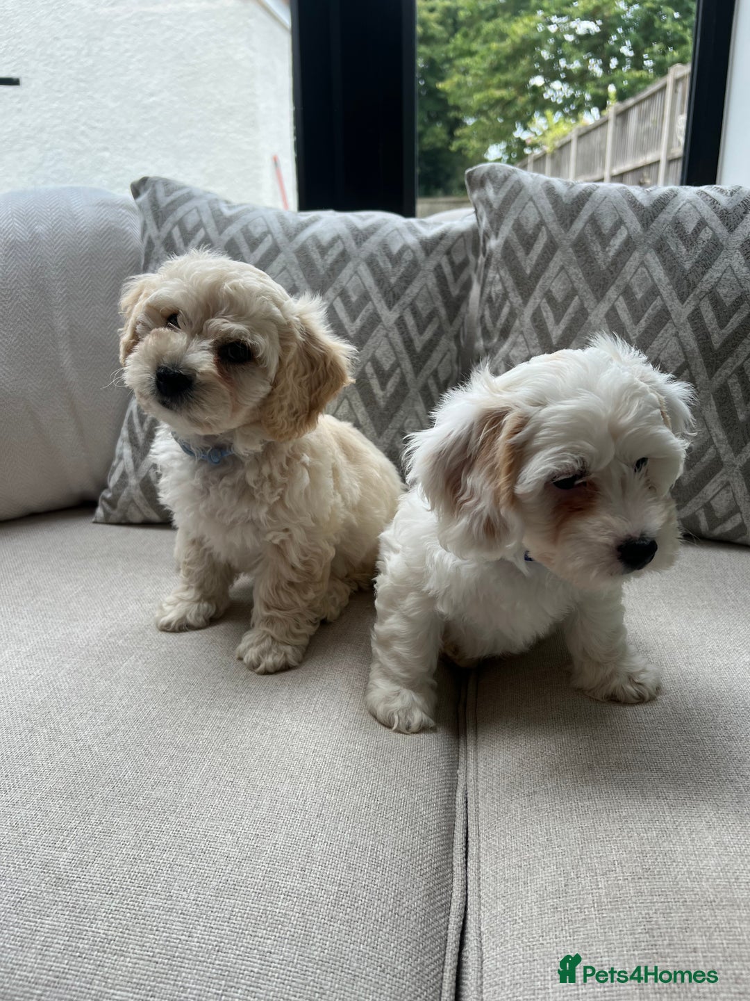 Cavachon dogs for sale: 2 Adorable boys ready for their forever homes 🐾 - Image 2