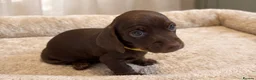 Miniature Dachshund dogs for sale: Miniature Smooth-Haired Dachshund Puppies Puppies in Oxford - Advert 11
