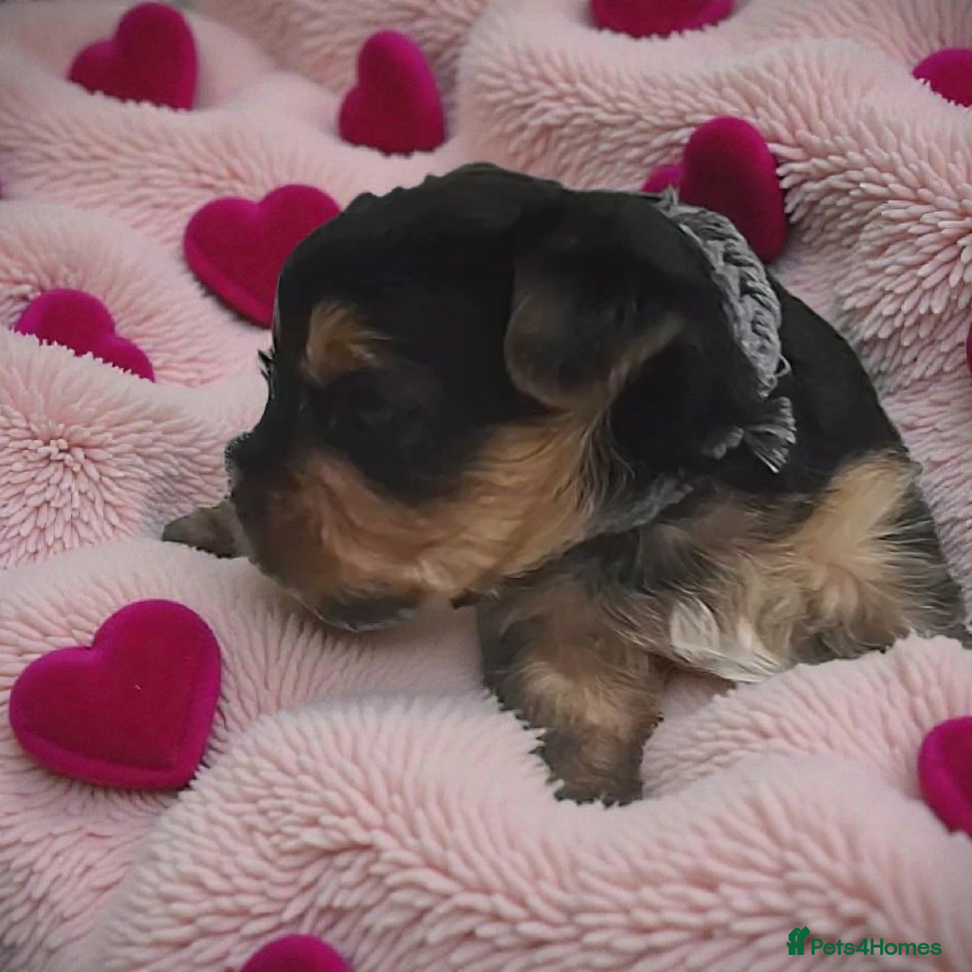 Yorkshire Terrier dogs for sale: Adorable Mini Yorkshire Terrier Puppies - Advert 3