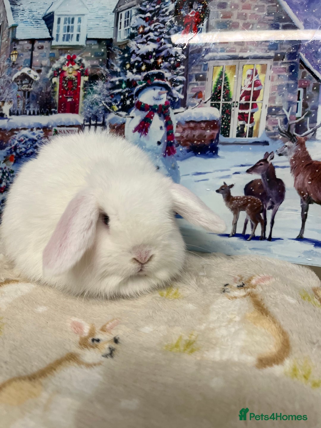 Mini Lop rabbits for sale: Stunning litter of mini lops ready soon  - Advert 4