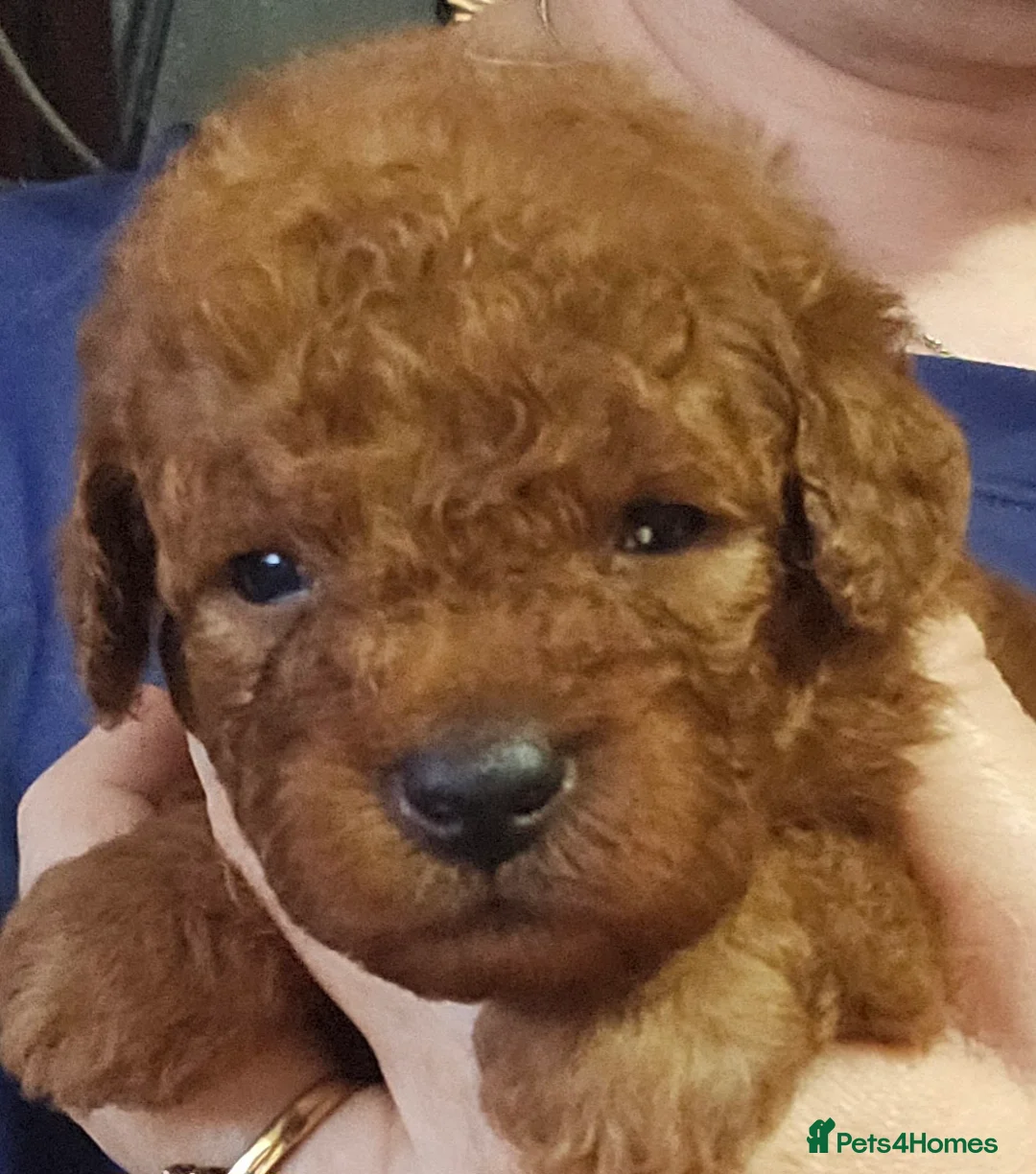 Toy Poodle dogs for stud: Stunning kc health tested toy poodle for stud - Advert 4