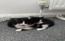 Domestic Shorthair cats for sale: 4 beautiful kittens   - Image 7