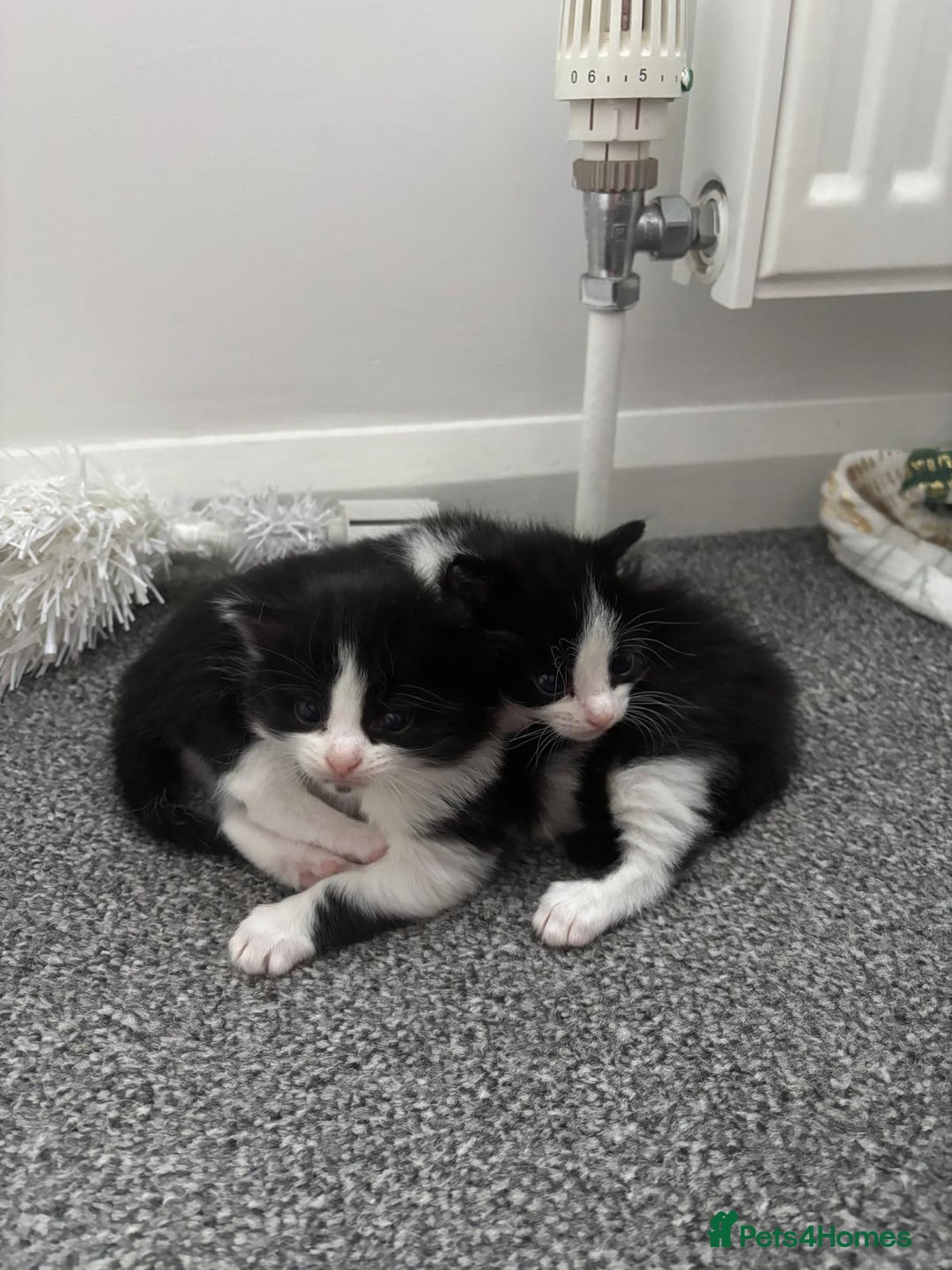 Domestic Shorthair cats for sale: 4 beautiful kittens   - Image 7
