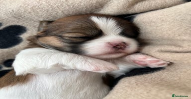 Lhasa Apso dogs - Advert 6