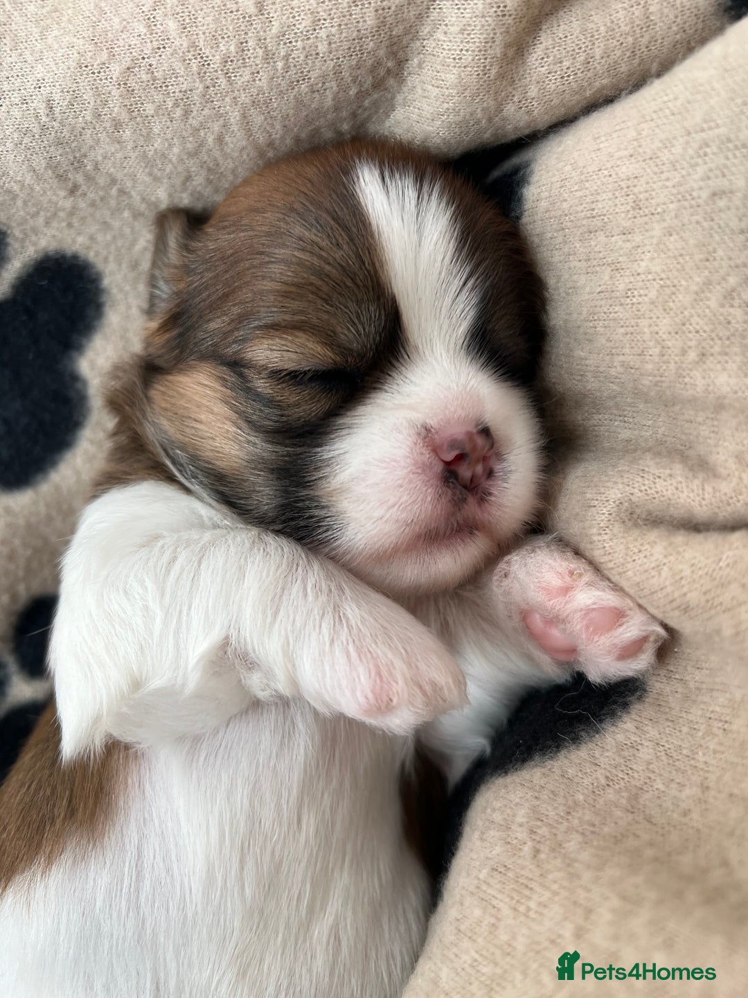 Lhasa Apso dogs for sale: Beautiful Lhasa apso puppies 🐶  - Image 7