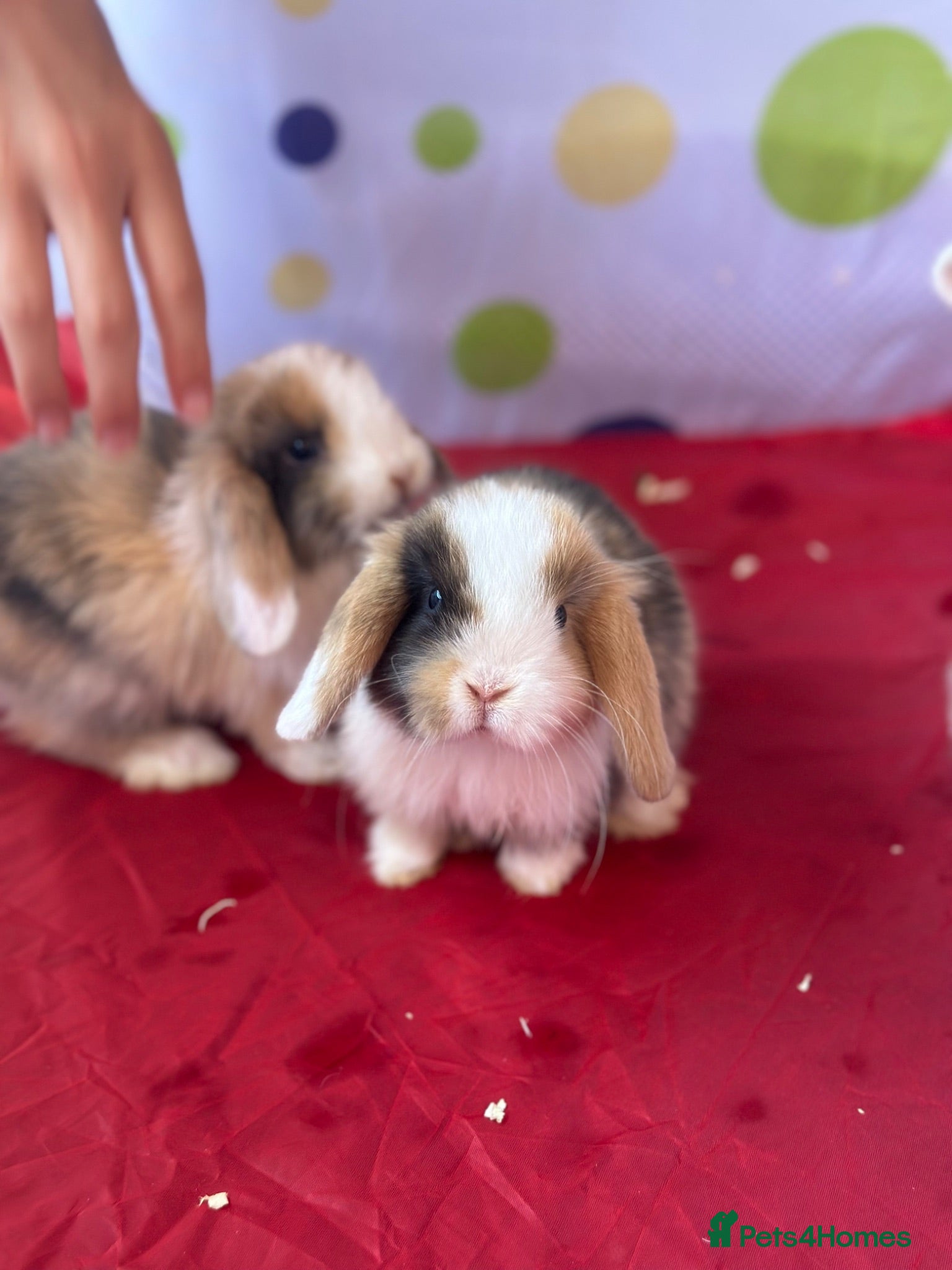 Mini Lop rabbits 🐰 Pure Bred Mini Lop Kits Available 🐰 - Advert 1