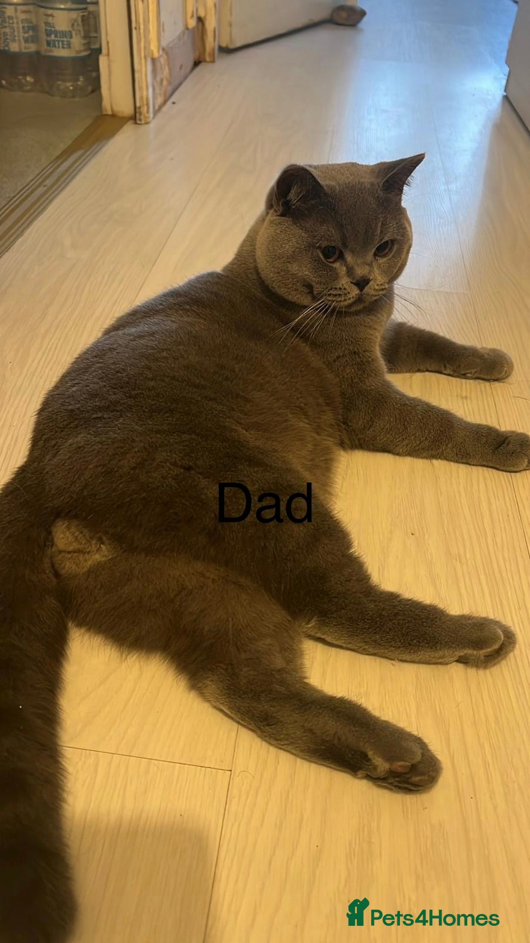 British Shorthair cats for sale: British Shorthair kittens - Advert 20