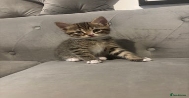 British Shorthair cats Kittens for sale  - Advert 4