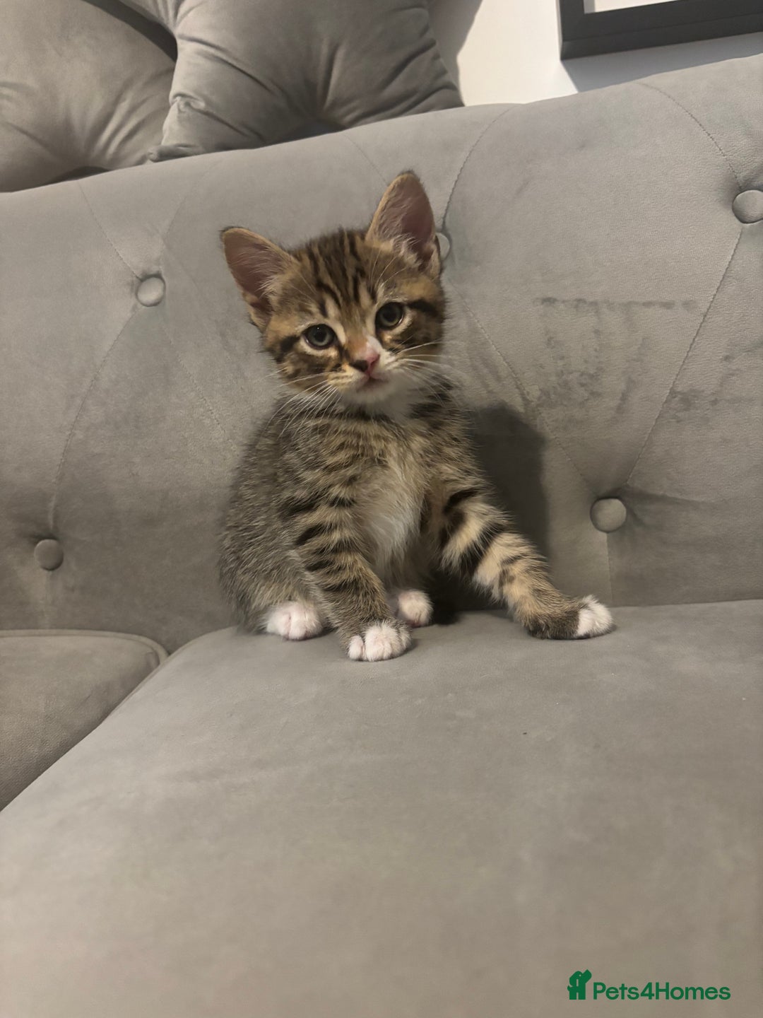 British Shorthair cats for sale: Kittens for sale  - Advert 3