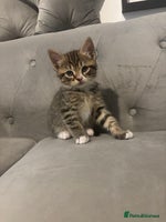 British Shorthair cats Kittens for sale - Advert 2