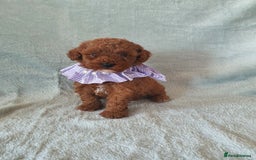 Toy Poodle dogs for sale: Red KC Toy Poodle small puppies - Image 3