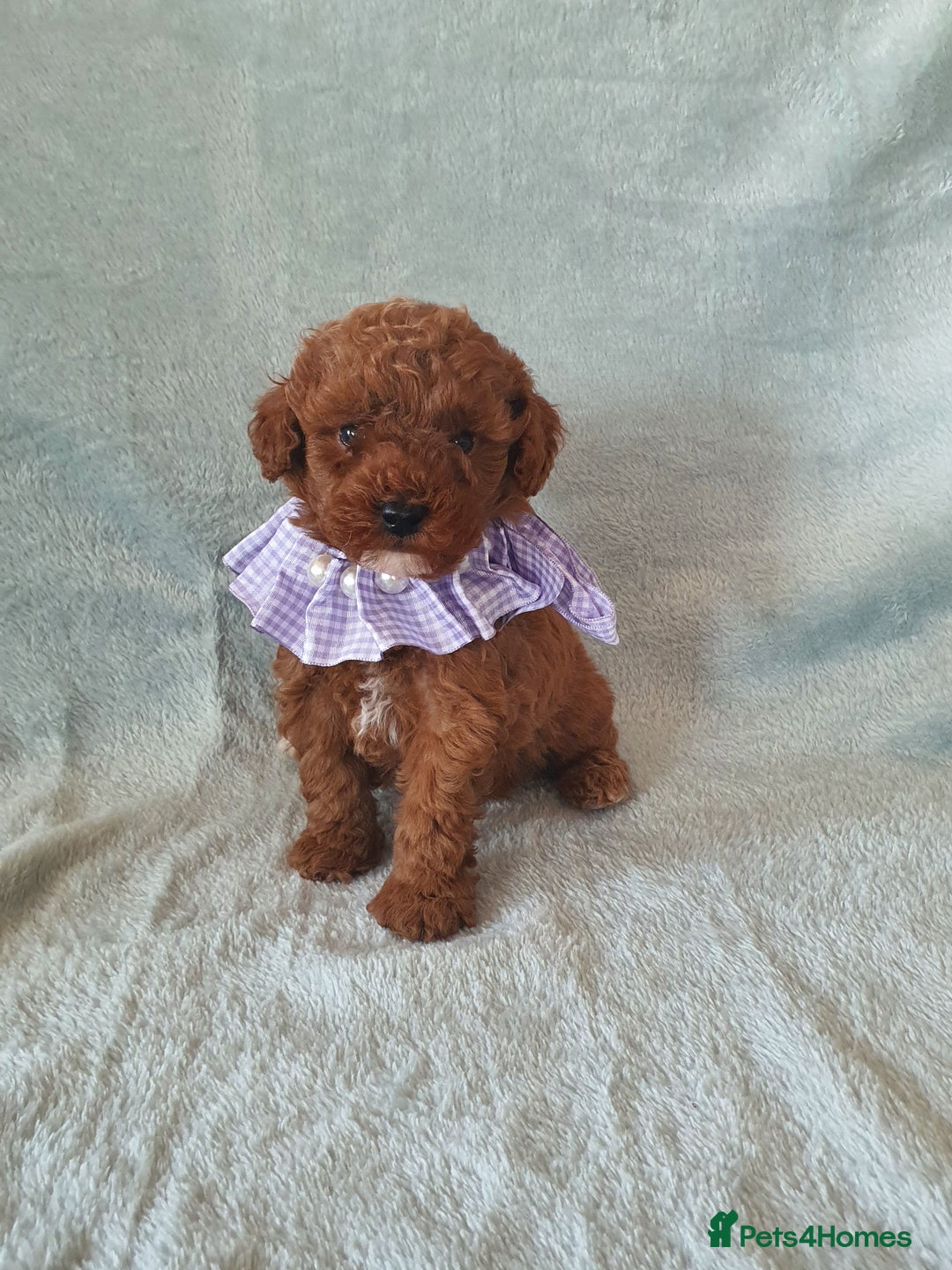 Toy Poodle dogs for sale: Red KC Toy Poodle small puppies - Image 3