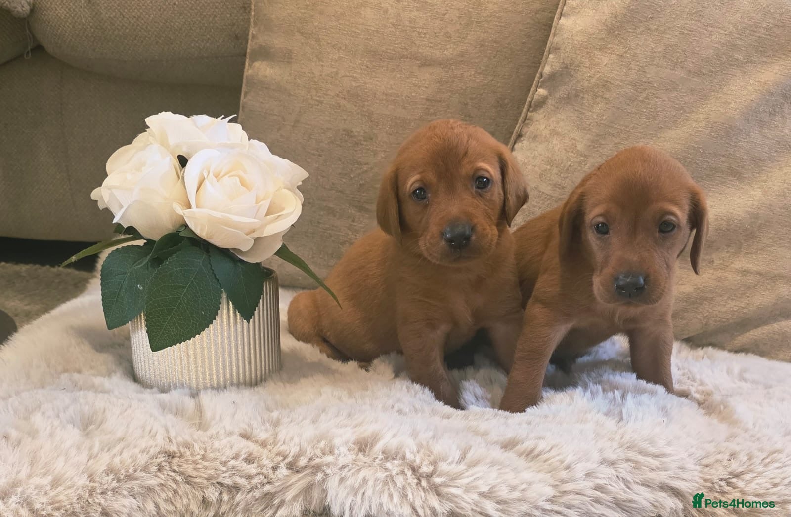 Labrador Retriever dogs  Fox Red Labrador Puppies - Advert 12