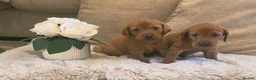 Labrador Retriever dogs for sale:  Ready to leave this week!!! Fox Red Labrador. - Advert 1
