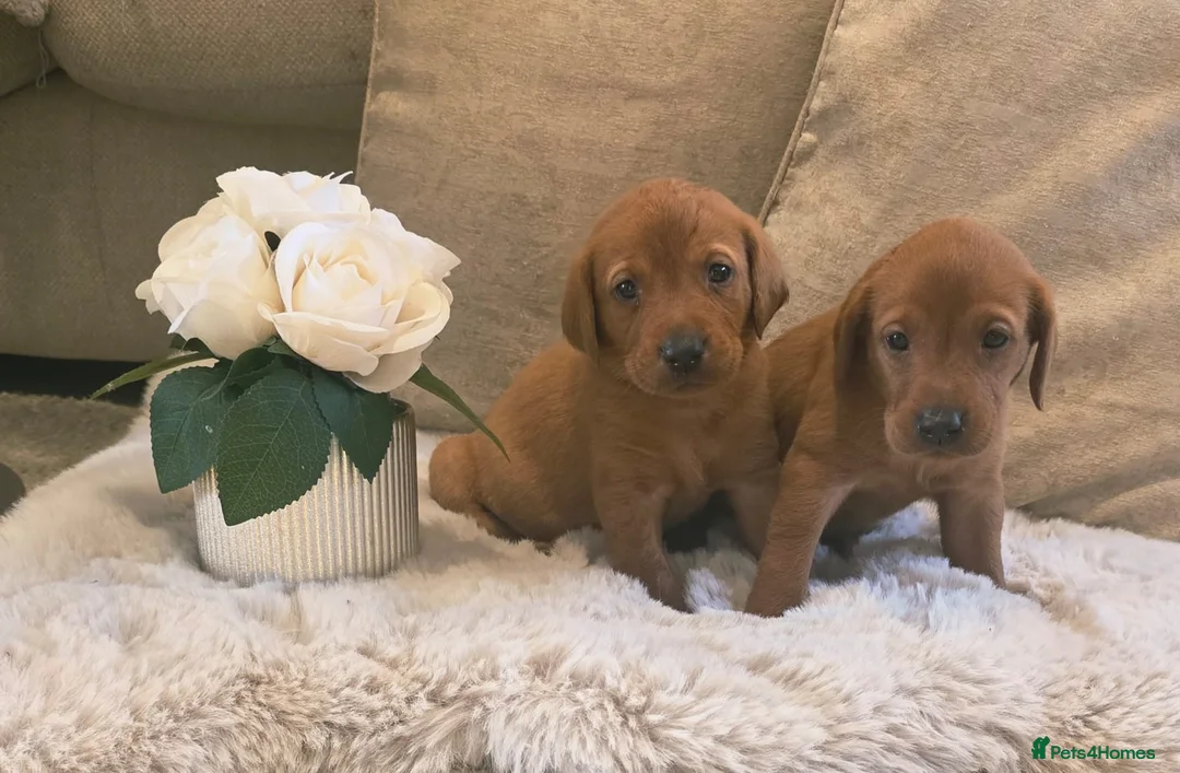 Labrador Retriever dogs for sale:  Ready to leave this week!!! Fox Red Labrador. - Advert 1