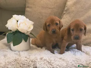 Labrador Retriever dogs Fox Red Labrador Puppies - Advert 12