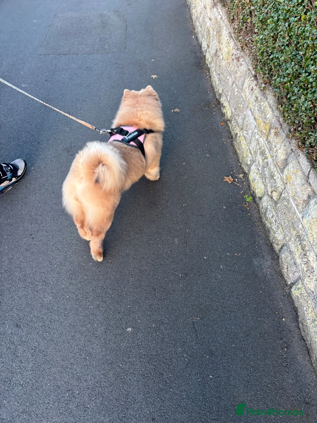 Chow Chow dogs for sale: Female chow chow - Advert 4