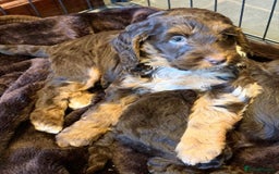 Toy Poodle dogs for stud: KC CHOCOLATE PHANTOM TOY POODLE in Willenhall - Image 22