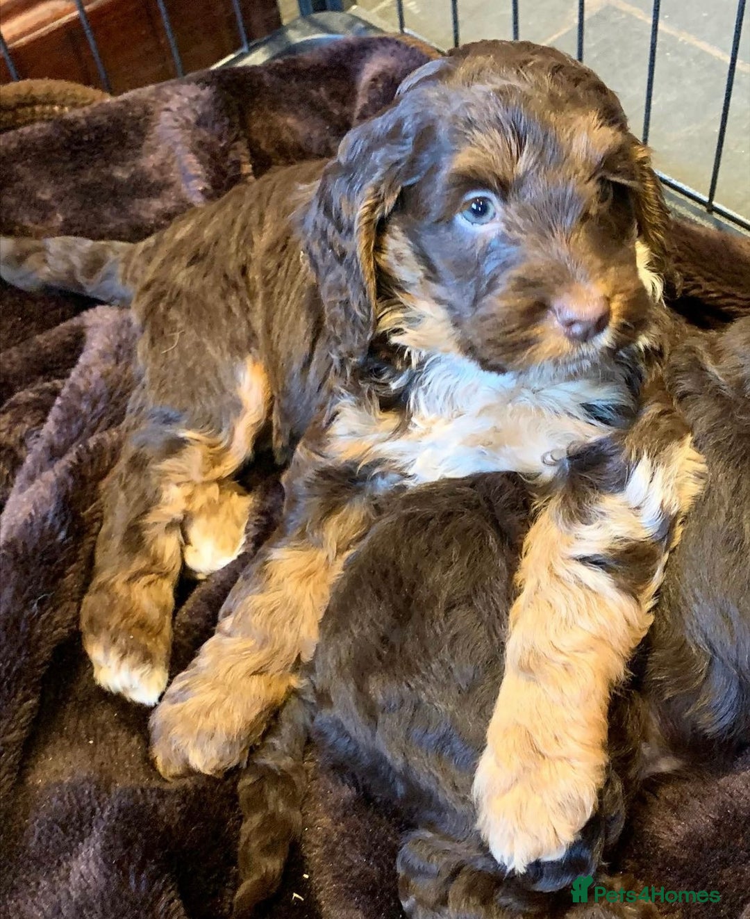 Toy Poodle dogs for stud: KC CHOCOLATE PHANTOM TOY POODLE in Willenhall - Image 22