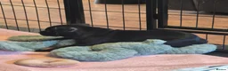 Staffordshire Bull Terrier dogs for sale: Black male kc reg Staffordshire bull terrier  - Advert 11