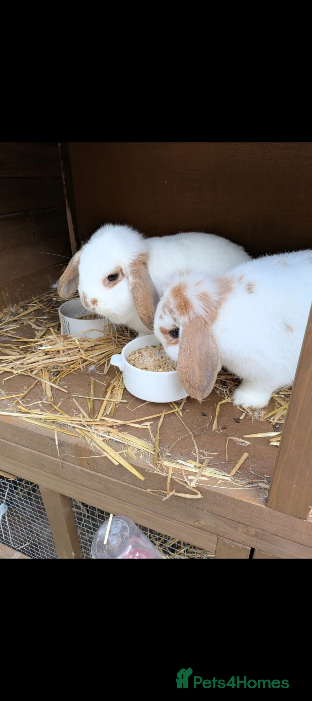 English Lop rabbits for sale: 1 female white lop  - Advert 2