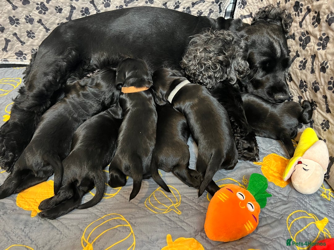 Cocker Spaniel dogs for sale: Show-Quality Cocker Spaniel Puppies  - Advert 10