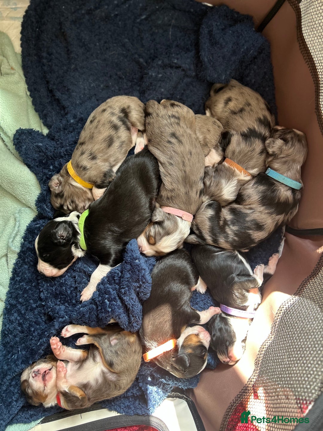 Mixed Breed dogs for sale: Borderlier - Image 10