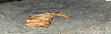 Dachshund 4