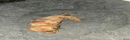 Dachshund dogs for sale: Dachshund puppies  - Advert 19