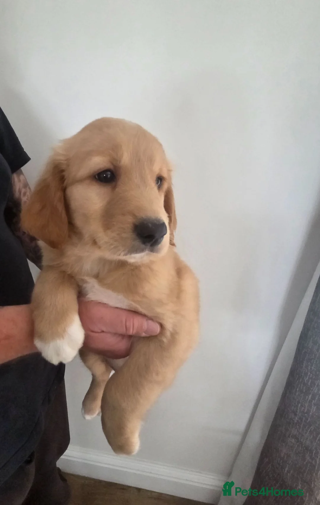 Mixed Breed dogs for sale: 💛 beautiful Golden Nova puppies for sale 💛 - Advert 1