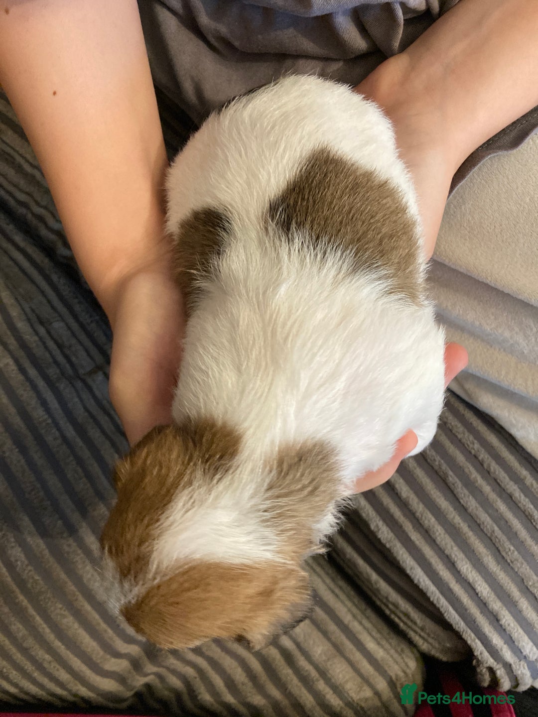 Jackapoo dogs for sale: @@GORGEOUS JACKAPOO PUPPIES@@ - Image 6