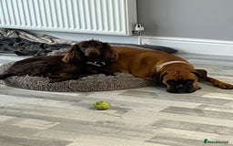 Boxer dogs for sale: Beautiful Boxer Puppies  🐾 - Image 5