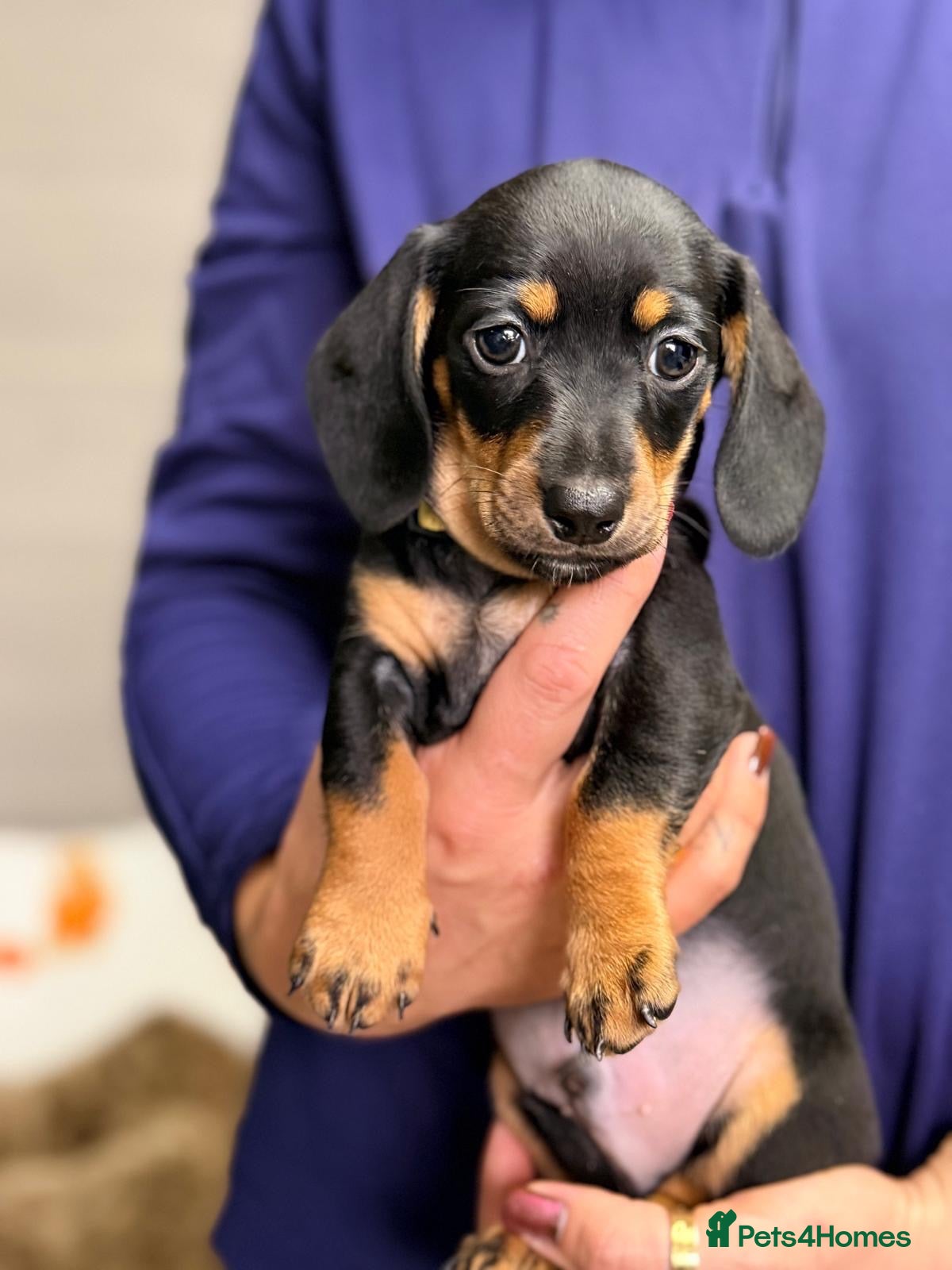 Miniature Dachshund dogs for sale: 1 adorable miniature dachshund boy available  - Advert 1