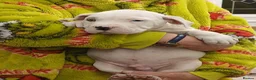 American Bully dogs for sale: American bully puppies  - Advert 9