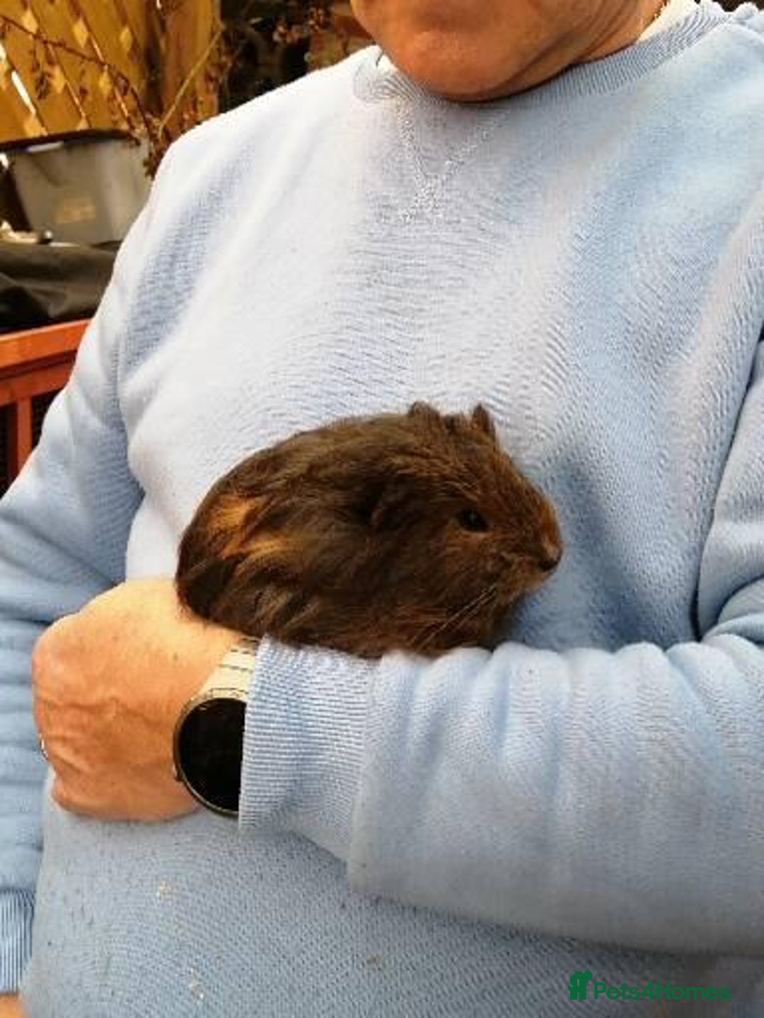Guinea Pig rodents for sale: Fluffy guinea pig babies  - Advert 4