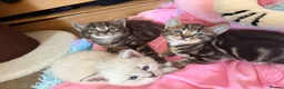 Scottish Fold cats for sale:  Scottish Fold Kittens 2 Males& 1 Female Available - Advert 7