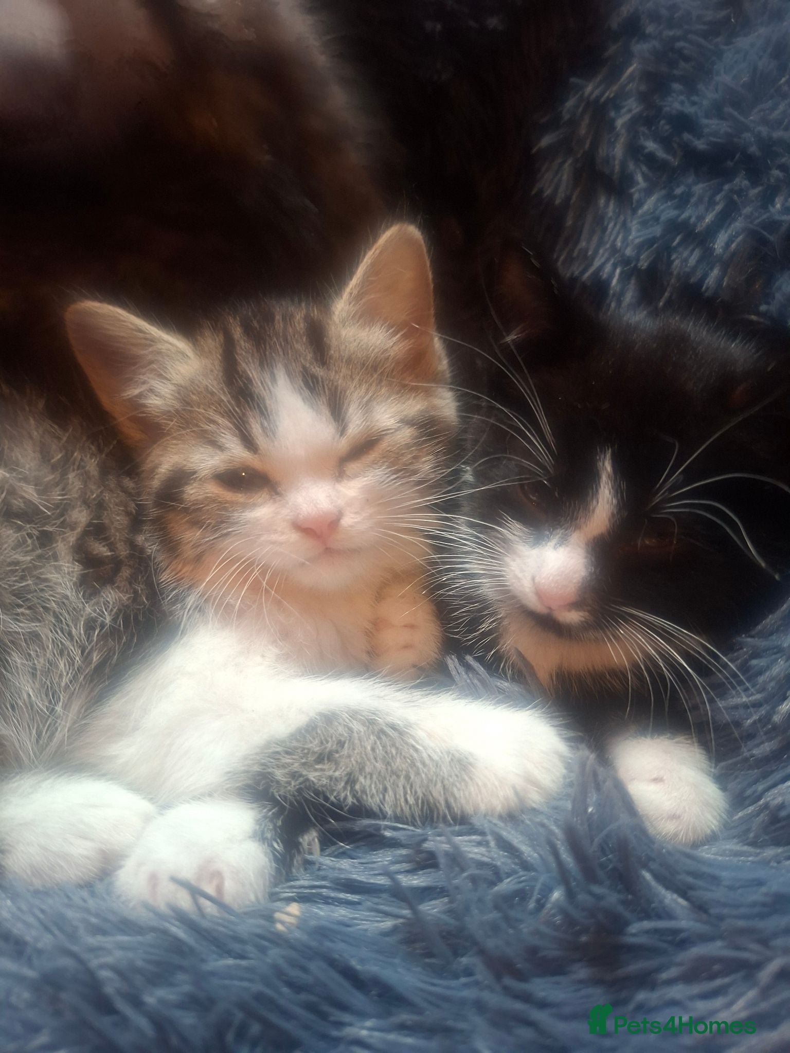 Mixed Breed cats 3 gorgeous kittens - Advert 16