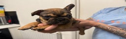 French Bulldog dogs for sale: Stunning French bulldog puppies - Advert 6