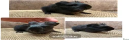 Guinea Pig rodents for sale: Beautiful boars and one sow - Advert 5