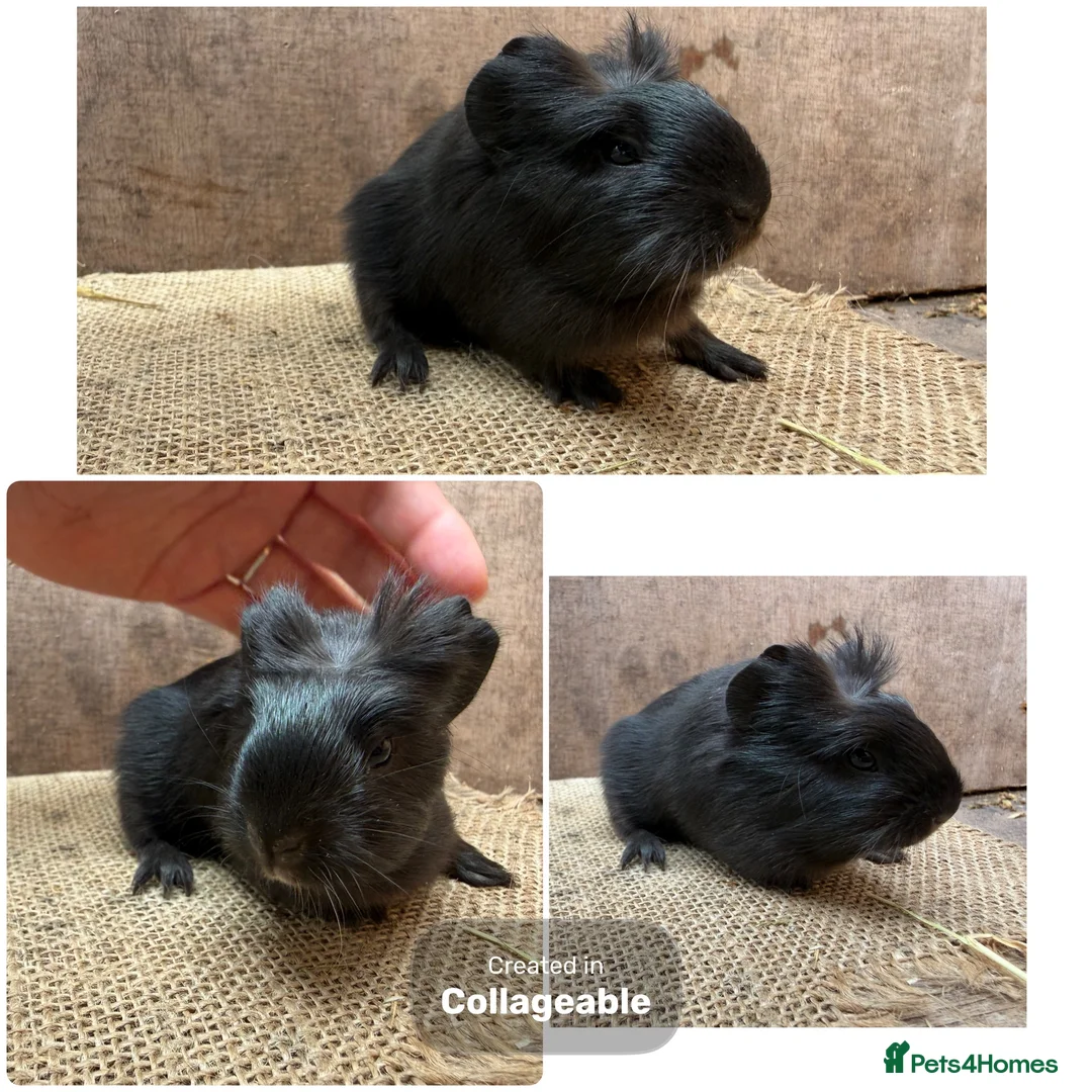 Guinea Pig rodents for sale: Beautiful boars and one sow - Advert 5