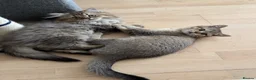 British Shorthair cats for sale: Pedigree British Shorthair  - Advert 10
