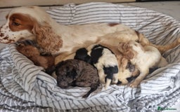 Cockapoo dogs for sale: Cockapoo puppies  - Image 4