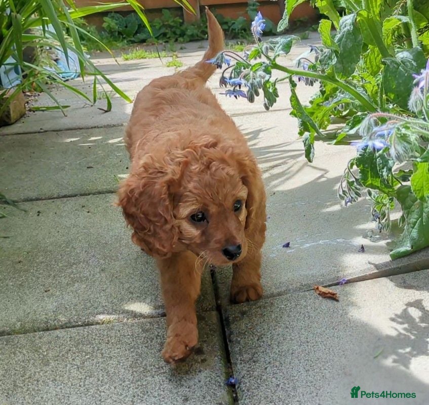 Cavapoo dogs ONLY ONE BOY PUPPY LEFT, price open to negotiation - Advert 2